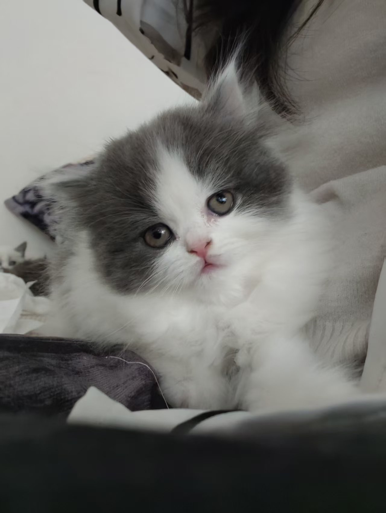 英短蓝白 小长毛 头版特别好 大包子脸 活泼可爱